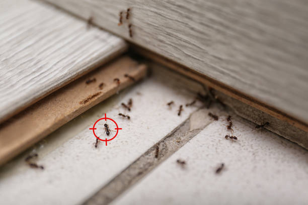 Best Best Pest Control Companies  in Hiram, OH
