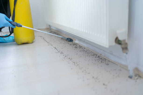 Best Ant Control Services  in Hiram, OH